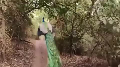 A peacock taking flight in Ranthambore tiger reserve