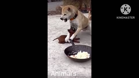 Angry dog