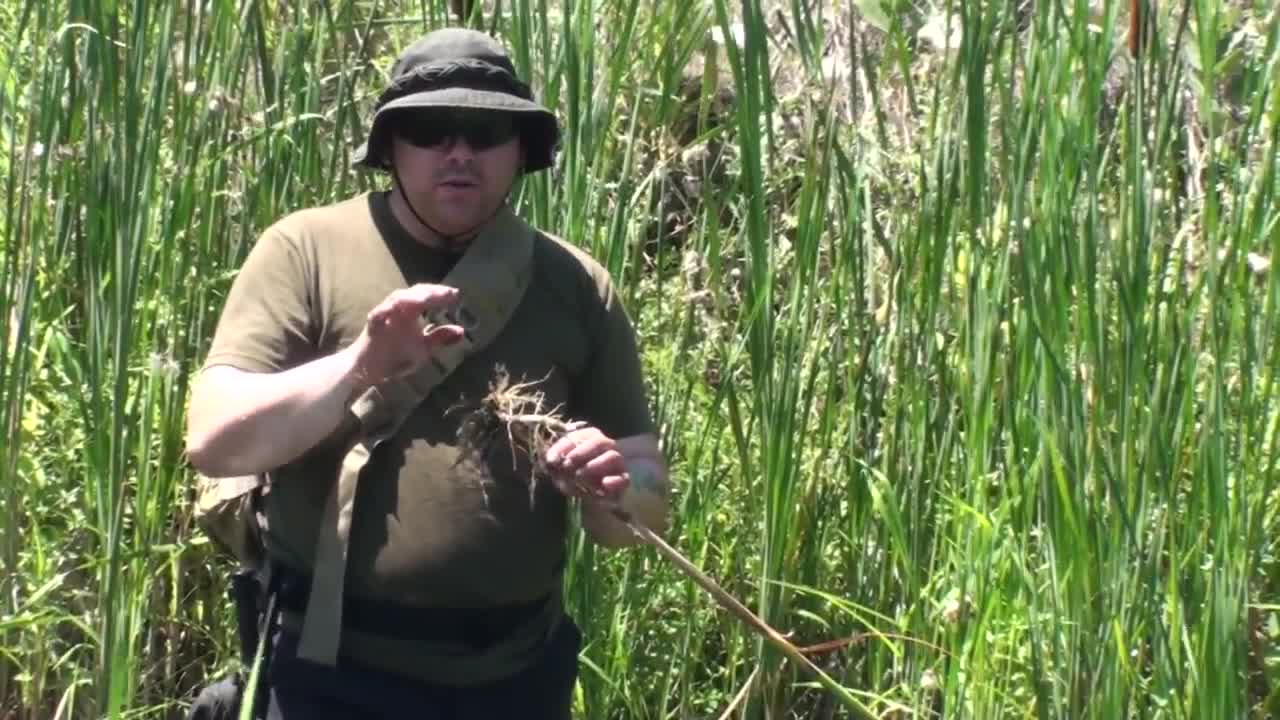 Using Cattails In Bushcraft