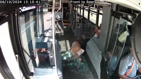 Deer crashes through bus windshield in Rhode Island