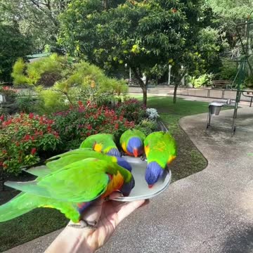 African grey parrot just loves to eat Good morning