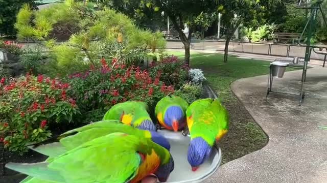 African grey parrot just loves to eat Good morning