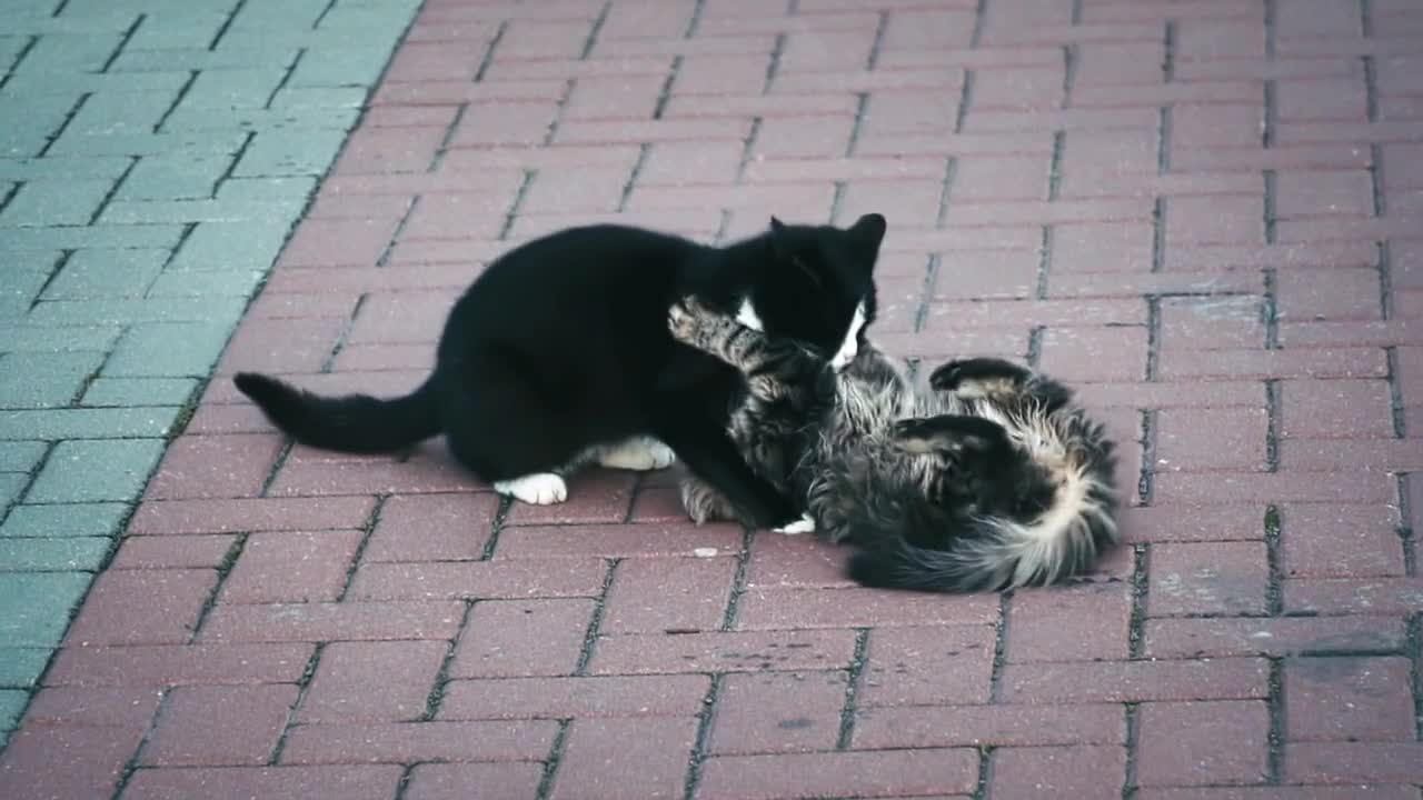 TWO KITTENS HAVING FUN