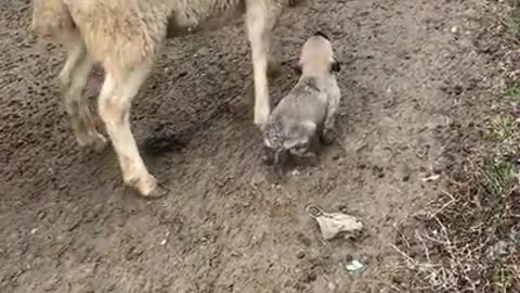 Anatolian shepherd dog puppy in training