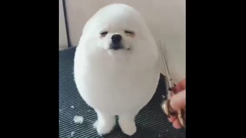 The eggdog