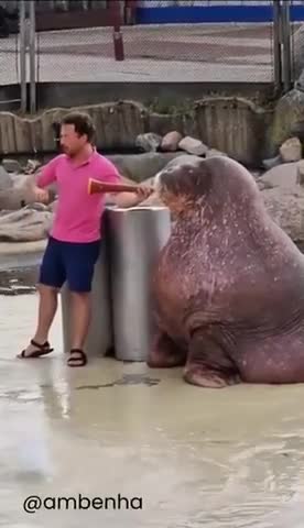 The trumpet blowing seal