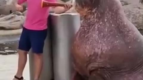 The trumpet blowing seal