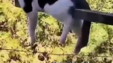 Funniest_cats🐱In_The_World😂_Funny_and_Fails_Pets_Video_#shorts_#54_#cats_#funny_#animals(360p)