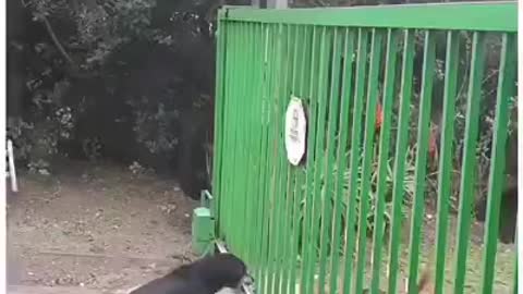 Usa vs iran