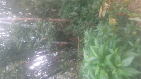 BAMBOO TREE