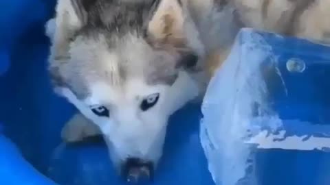Best Funny Animal Videos 2022 😺 Funny Dog Videos 2022 😁 Funniest Dog Videos 😁😇