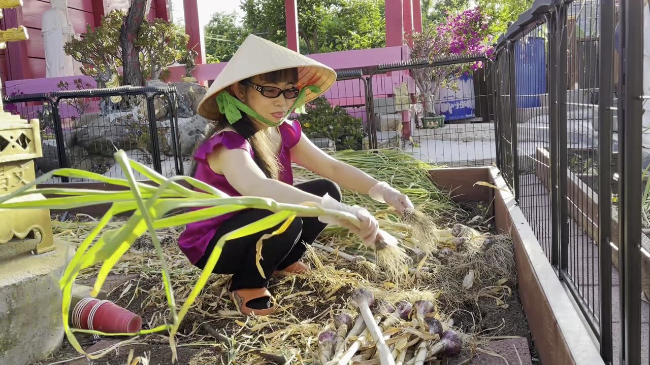 TRỒNG CỦ TỎI GARLIC CHƠI, NHƯNG LẠI THU HOẶCH KHỦNG GROW GARLIC FOR FUN,BUT A HUGE HARVEST