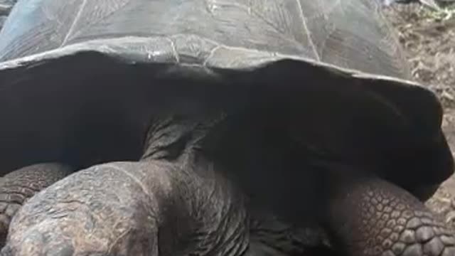 The turtle is a long-lived 250-year-old