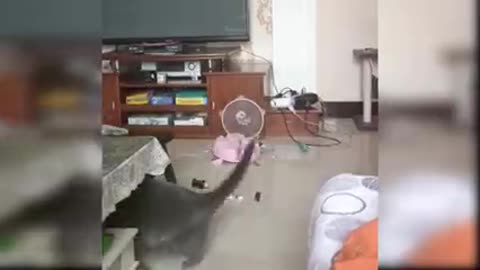 Baby cat showing some fun