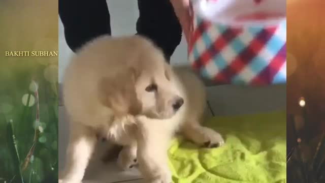 A little dog is being bathed by its owner and he is scared to see the water