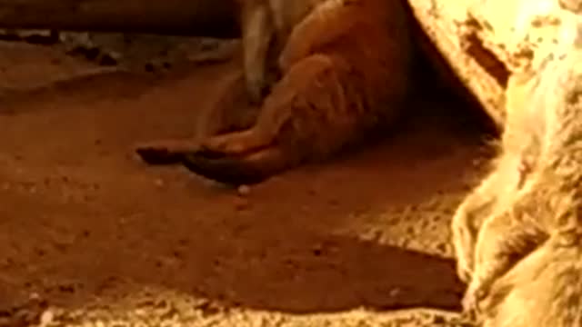 cute meerkat fights against sleep