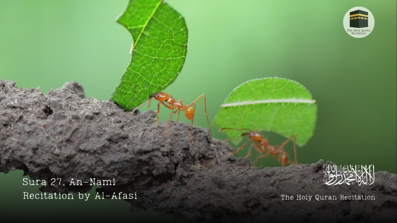 Holy Quran - Sura 27, An-Naml (The Ant) - Recitation by Al-Afasi