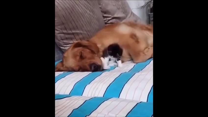 🤣Funniest Animals Funny Animal Videos Cutest Animals Ever🤣