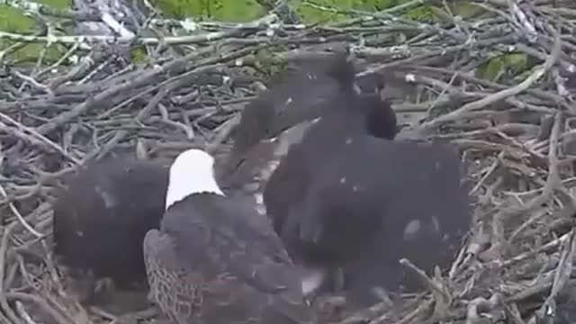 The eagle brought the head of a fawn for lunch to his chicks