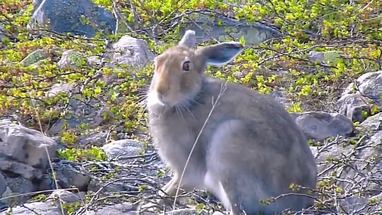 Cute Arctic bunnies