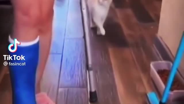 Cat Making copy