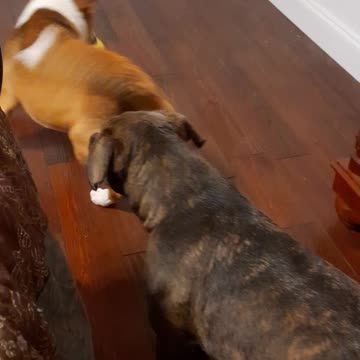 Tucker Carlson 🐕 and Claire Bear 🐻 Can Not Get Dry ♨️