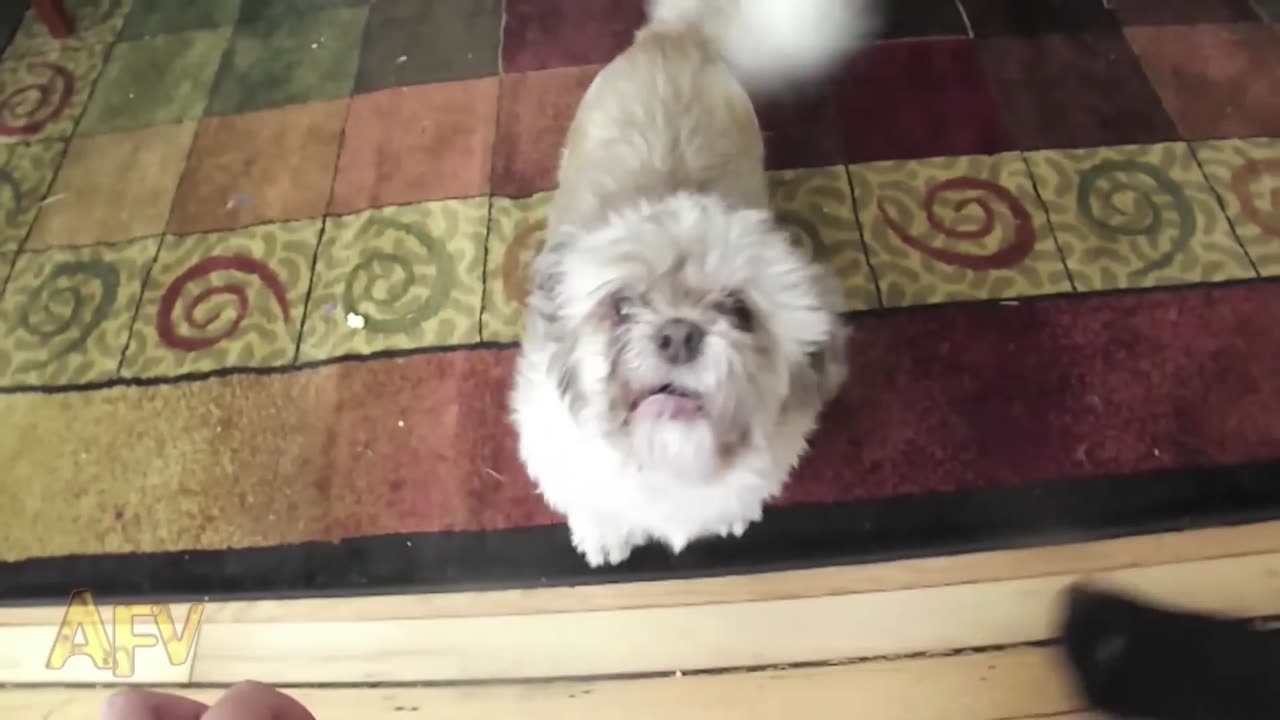 Cody the Screaming Dog