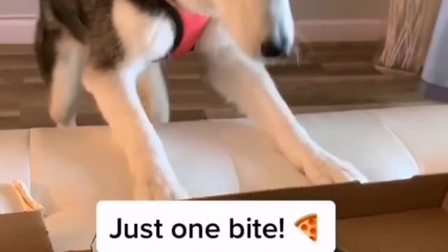 Meeka ARGUES for Pizza! 🍕🤣