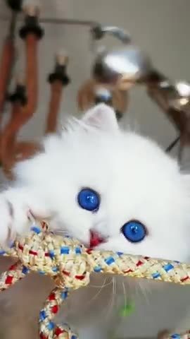 Lovely and Cute Cat Videos#Cutecat#Pets#Shorts