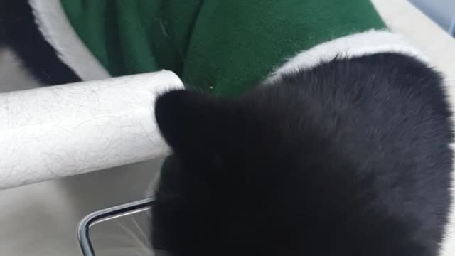 Cleaning roller favorite cat2