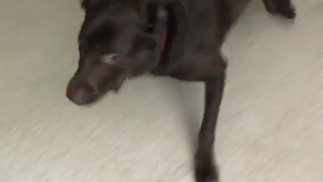 Black dog red collar spins around rapidly on white carpet