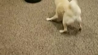 Shiba Inu does not like the new robot vacuum