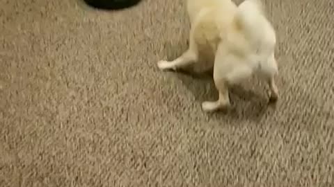 Shiba Inu does not like the new robot vacuum