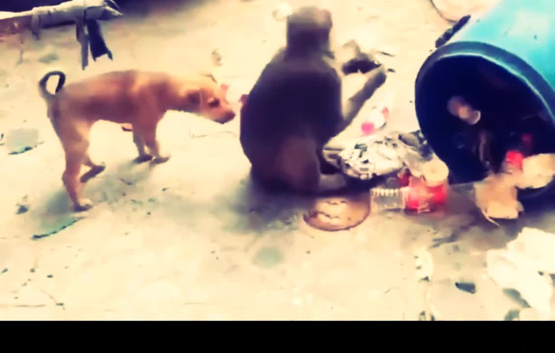 Amezing 😱 Funny 😁 Videos Dog 🐶 With Monkey 🐒