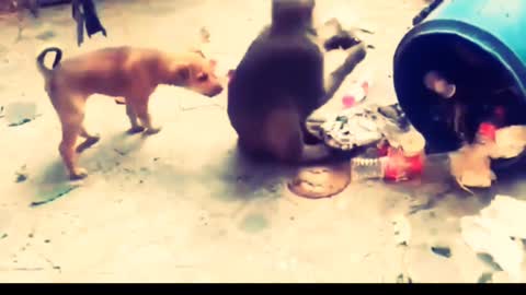 Amezing 😱 Funny 😁 Videos Dog 🐶 With Monkey 🐒