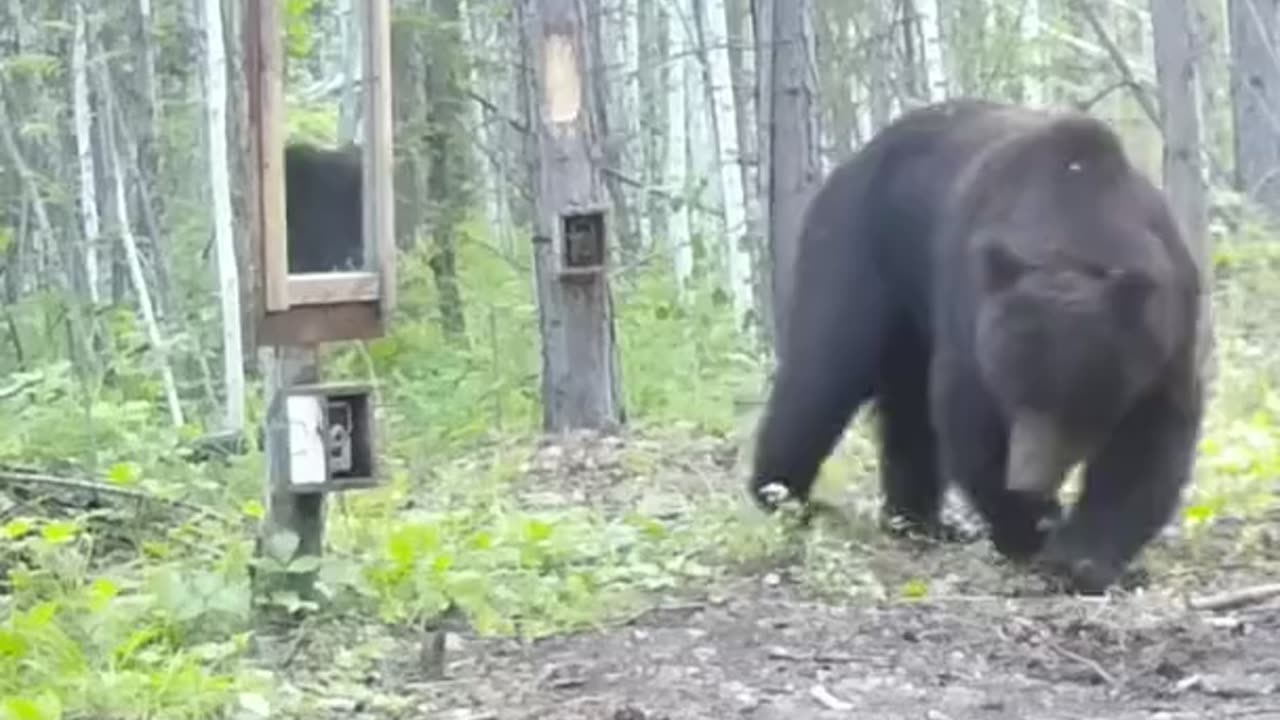 How a bear reacts to a mirror in the forest.