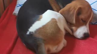 Beagle puppy sleeps and wags its tail