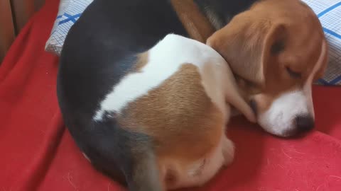 Beagle puppy sleeps and wags its tail