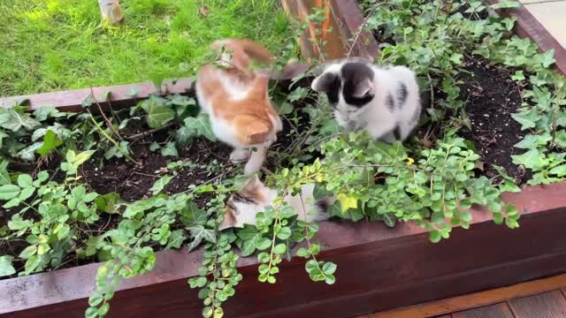 A kitten - a rosebud is in the garden.