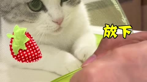Cat's desire