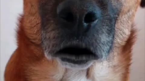 2023-12-19 - Truth Pups - Small important update