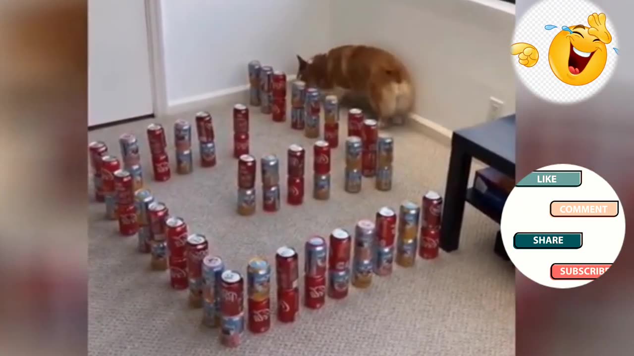 Funniest animals _ funny animals compilation
