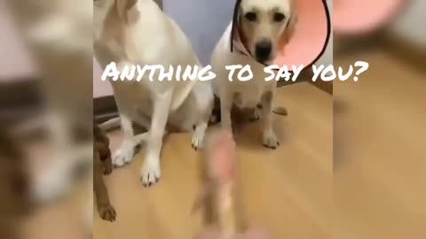 dogs snitch on their pal