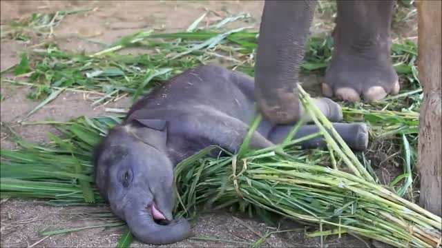 Scared and Funny baby elephant