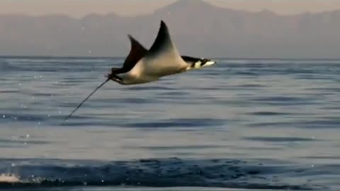 Stingray dance...😊