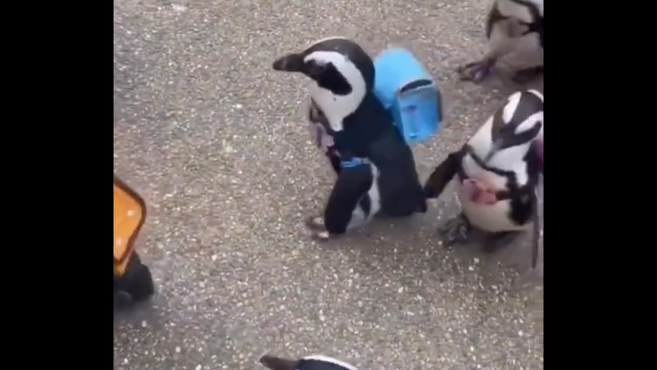 What would a penguin even pack? 😂