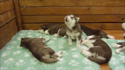 Husky Puppy sounds like Star Wars character