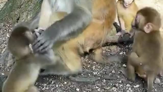 Cute Monkey China & Funny Love monkey| Animals Love #Short