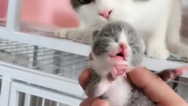 OMG!!!!so cute Cats,best funny cat