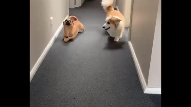 The first dog have a weird walking